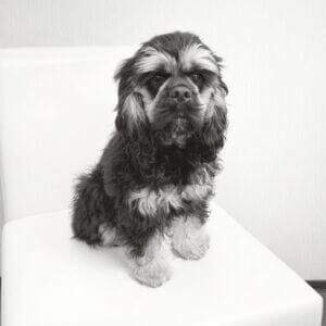 Benny-Square