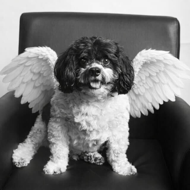 Charlie dog with angel wings.